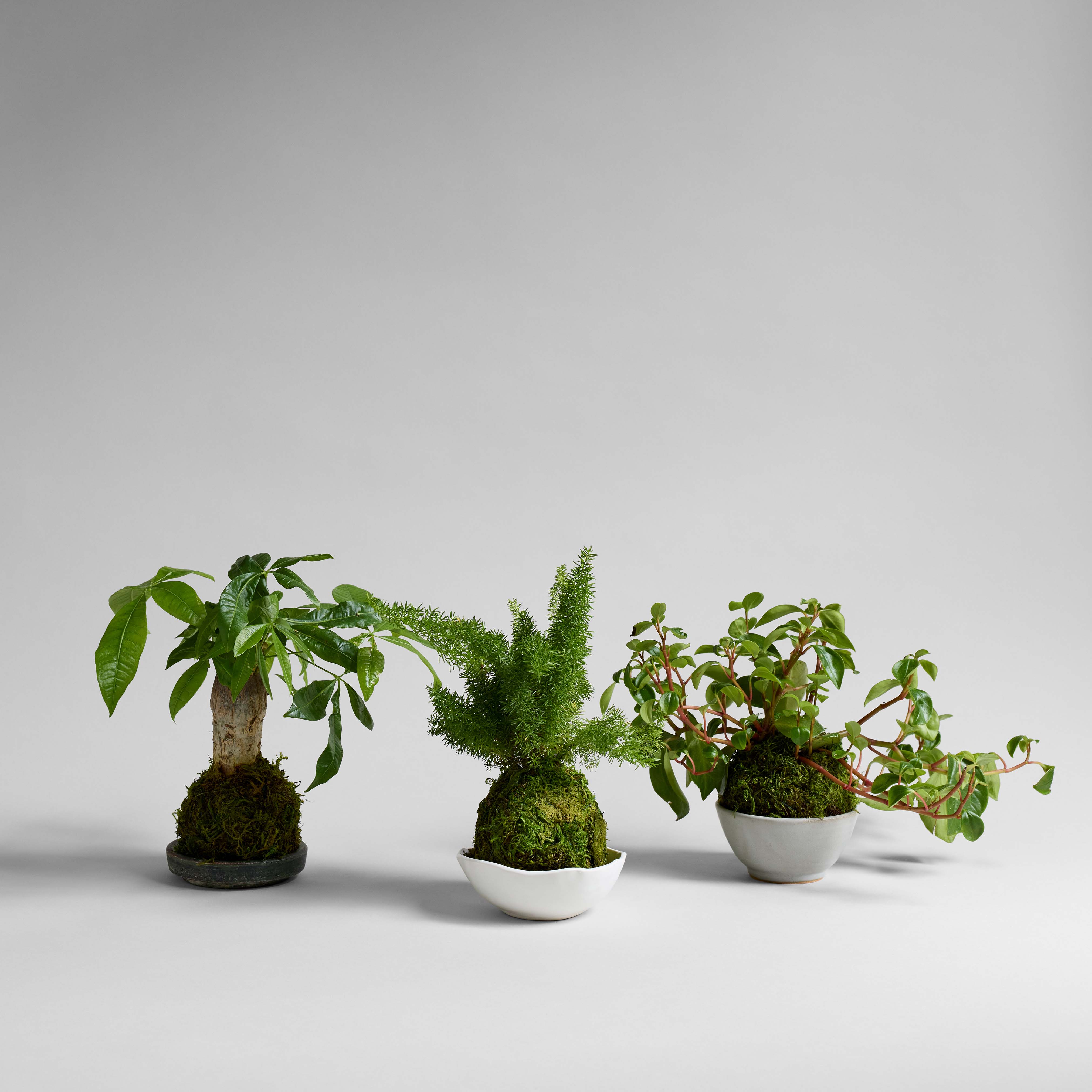 Asparagus Fern Kokedama - Bloomist