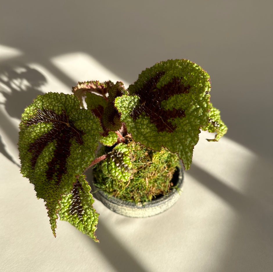 Iron Cross Begonia Kokedama - Bloomist